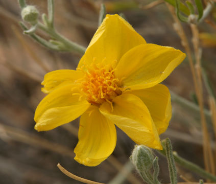 Image of Cooper's paper daisy