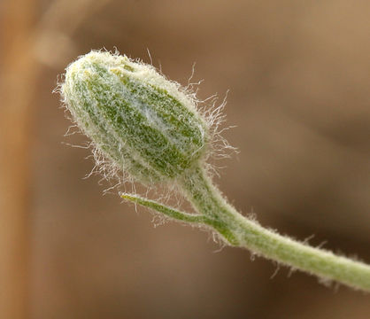 Image of Cooper's paper daisy