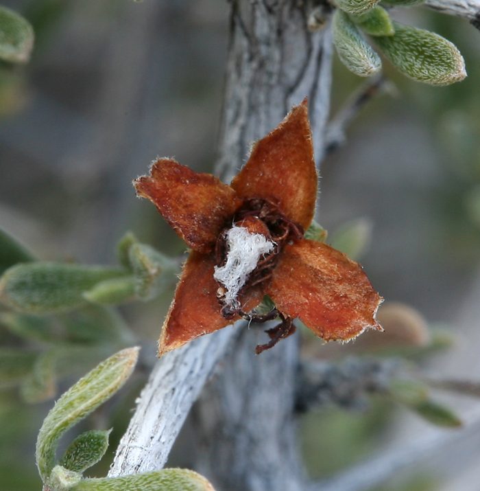 Image of blackbrush