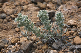 Слика од <i>Cryptantha virginensis</i>