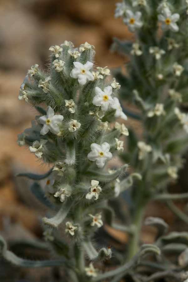 Слика од <i>Cryptantha virginensis</i>