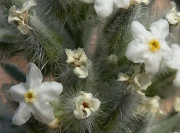 صورة <i>Cryptantha virginensis</i>