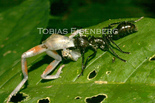 Image of Rio San Juan Robber Frog