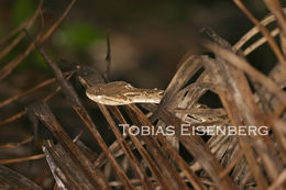 Imagem de Bothrops asper (Garman 1883)