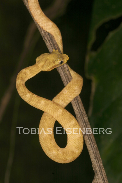 Image of Eyelash Viper