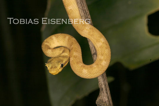 Image of Eyelash Viper