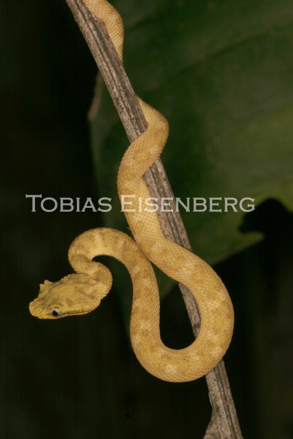 Image of Eyelash Viper