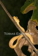 Image of Eyelash Viper