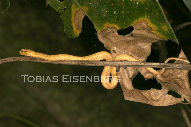 Image of Eyelash Viper