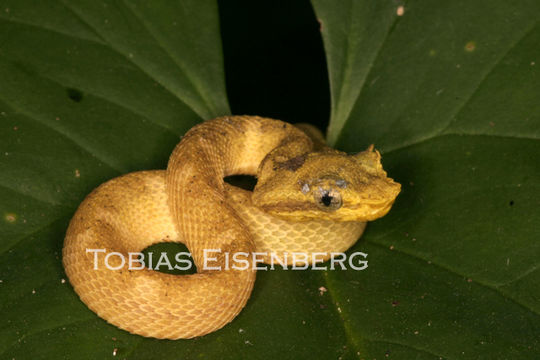 Image of Eyelash Viper