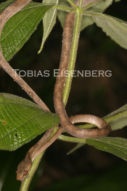 Imagem de Leptodeira septentrionalis (Kennicott ex Baird 1859)