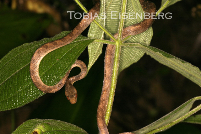 Imagem de Leptodeira septentrionalis (Kennicott ex Baird 1859)