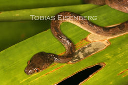 Imagem de Leptodeira septentrionalis (Kennicott ex Baird 1859)