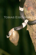 Image of American Snail-eater