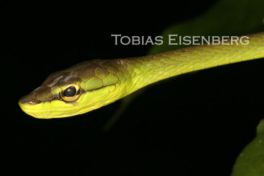 Image of Cope's Vine Snake