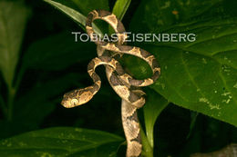 Image of Blunthead Tree Snake