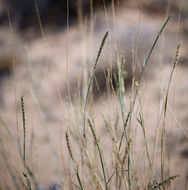 Image of big galleta