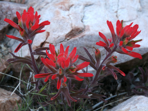 Image of <i>Castilleja applegatei</i> ssp. <i>martinii</i>