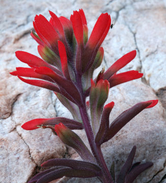 Image of <i>Castilleja applegatei</i> ssp. <i>martinii</i>