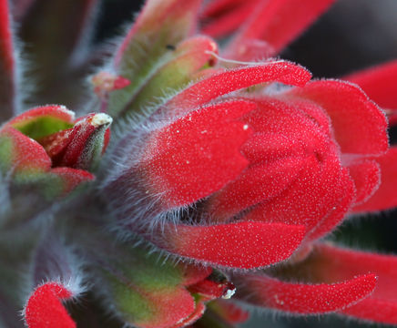 Image of <i>Castilleja applegatei</i> ssp. <i>martinii</i>