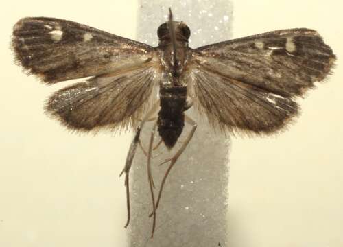 Deuterophysa resmi