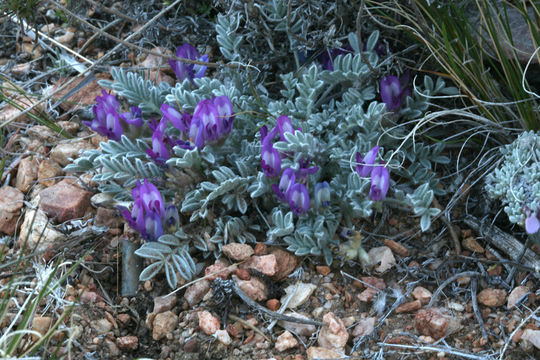 Image de Astragalus purshii var. lectulus (S. Wats.) M. E. Jones