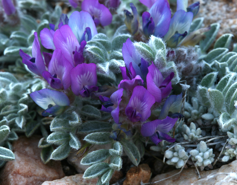 Image de Astragalus purshii var. lectulus (S. Wats.) M. E. Jones