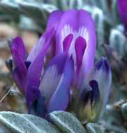 Image de Astragalus purshii var. lectulus (S. Wats.) M. E. Jones