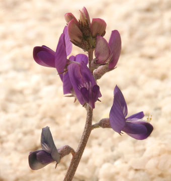 صورة Astragalus albens Greene