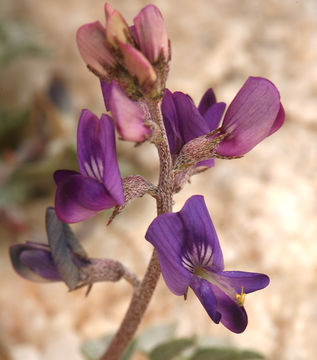 Image de Astragalus albens Greene