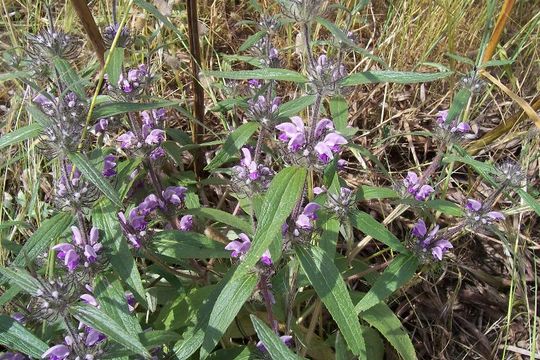 Image of Phlomis herba-venti L.