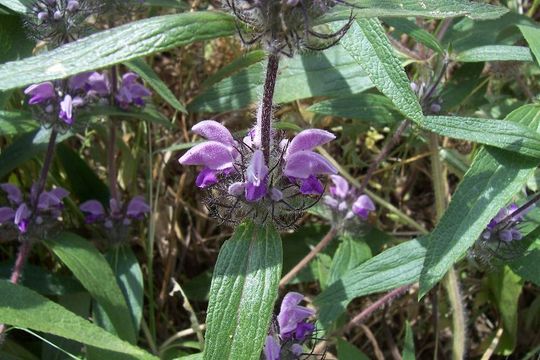 Image of Phlomis herba-venti L.