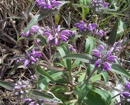 Слика од Phlomis herba-venti L.