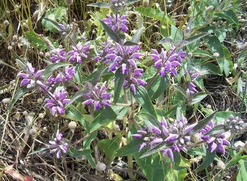 Слика од Phlomis herba-venti L.