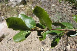 صورة Quercus chrysolepis Liebm.