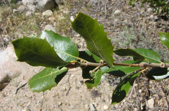 Слика од Quercus chrysolepis Liebm.