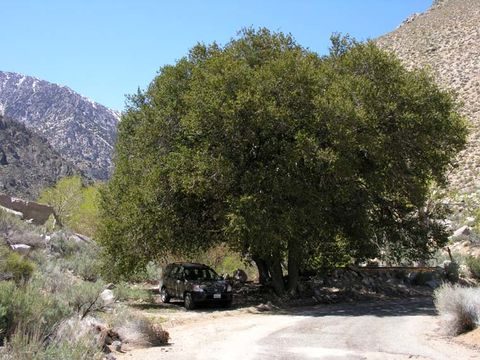 Image de Quercus chrysolepis Liebm.