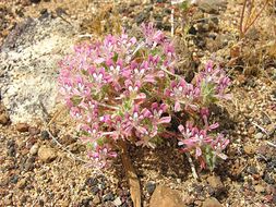 Image of desert calico