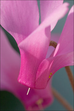 Image de Cyclamen étalé