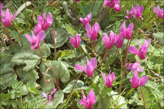 Cyclamen repandum Sm. resmi