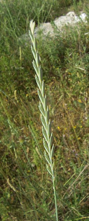 Image of <i>Agropyron repens</i>