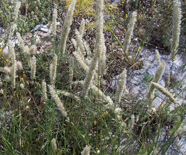 Image of hairy melicgrass