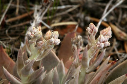 Imagem de Dudleya abramsii subsp. affinis K. M. Nakai