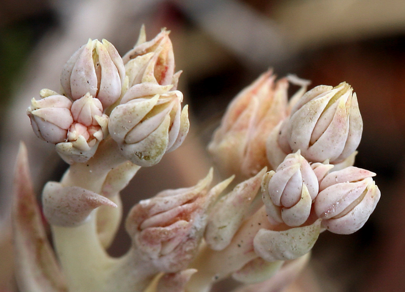 Imagem de Dudleya abramsii subsp. affinis K. M. Nakai