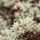 Image of Southern mountain wild-buckwheat