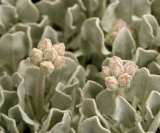 Image of Cushenbury buckwheat