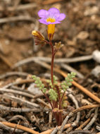 Image of Fremont's phacelia