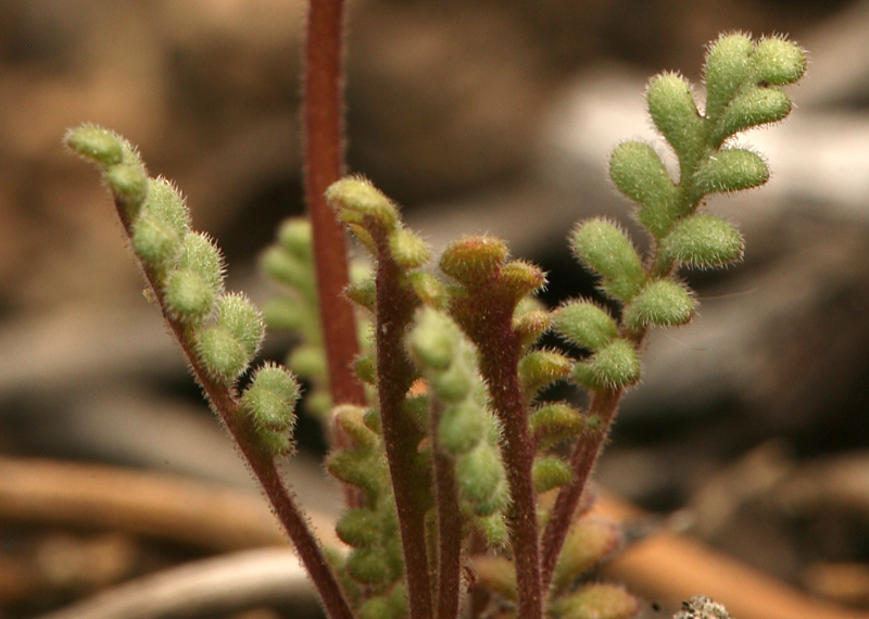 Image of Fremont's phacelia