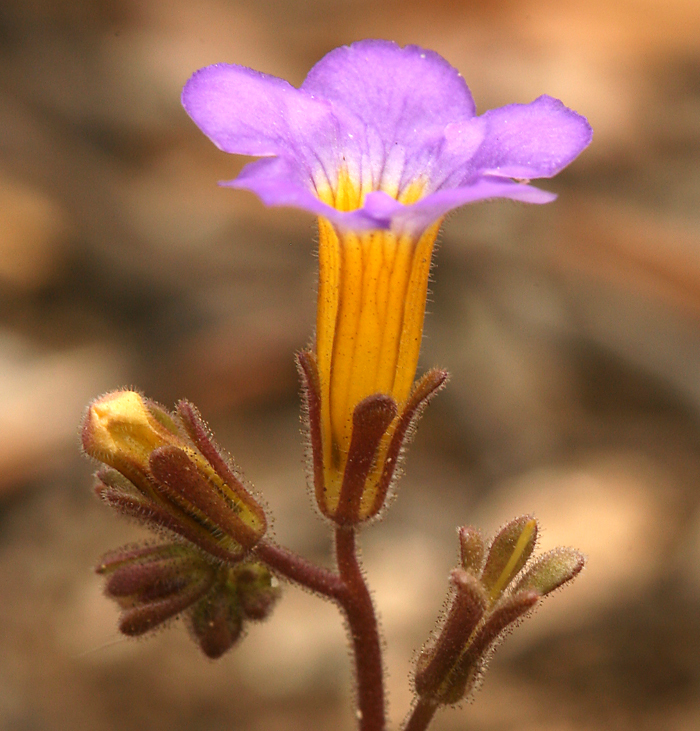 Image of Fremont's phacelia