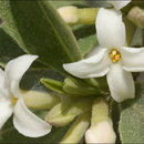 Image of Daphne alpina L.